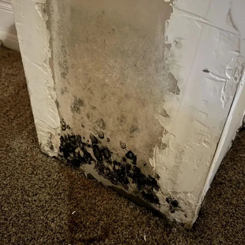 Professional Mold Removal in King of Prussia, PA